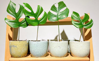 The Spring Houseplant Guide